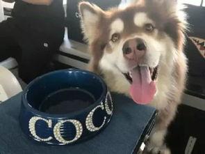 香香公主和爱犬黑料吃瓜,娱乐圈的甜蜜与争议